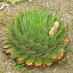 Guía para plantar cultivar y cuidar el aloe espiralado