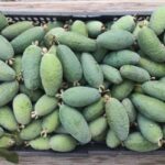 Guía para plantar cultivar y cuidar el árbol de feijoa