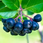 Guía para plantar cultivar y cuidar el aronia