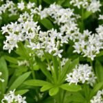 Guía para plantar cultivar y cuidar el Asperula Odorata