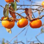 Guía para plantar cultivar y cuidar el caqui ‘Fuyu
