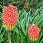 Guía para plantar cultivar y cuidar el cohete de dama