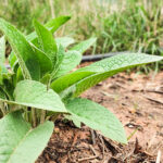 Guía para plantar cultivar y cuidar el consuelda