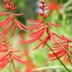 Guía para plantar cultivar y cuidar el Coral Bean