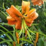 Guía para plantar cultivar y cuidar el Lirio Tigre