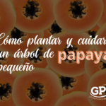 Guía para plantar cultivar y cuidar el papayo