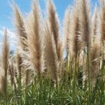 Guía para plantar cultivar y cuidar el pasto de la Pampa