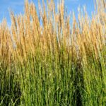 Guía para plantar cultivar y cuidar el pasto Karl Foerster