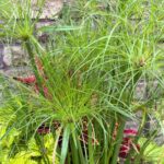 Guía para plantar cultivar y cuidar el pasto ‘King Tut