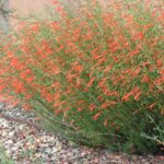 Guía para plantar cultivar y cuidar el Penstemon Pineleaf