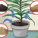 Guía para plantar cultivar y cuidar el pino de Norfolk