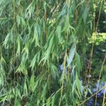 Guía para plantar cultivar y cuidar el sauce rizado