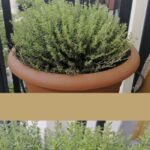 Guía para plantar cultivar y cuidar el tomillo