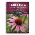 Guía para plantar cultivar y cuidar equináceas
