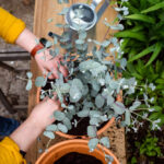Guía para plantar cultivar y cuidar eucaliptos exitosamente