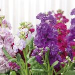 Guía para plantar cultivar y cuidar flores de alhelí
