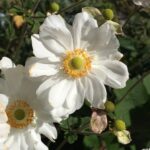 Guía para Plantar Cultivar y Cuidar Flores de Anémona