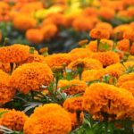 Guía para Plantar Cultivar y Cuidar Flores de Caléndula