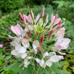 Guía para plantar cultivar y cuidar flores de cleome