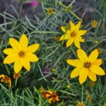 Guía para plantar cultivar y cuidar flores de coreopsis