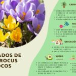 Guía para plantar cultivar y cuidar flores de crocus