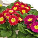 Guía para plantar cultivar y cuidar flores de prímula