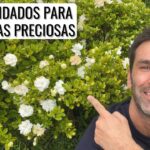 Guía para plantar cultivar y cuidar gardenias