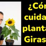 Guía para plantar cultivar y cuidar girasoles de pantano