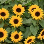 Guía para plantar cultivar y cuidar girasoles fácilmente