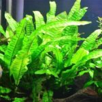Guía para plantar cultivar y cuidar helecho de Java