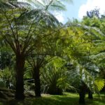 Guía para plantar cultivar y cuidar helechos arbóreos