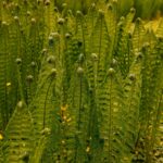 Guía para plantar cultivar y cuidar helechos avestruz