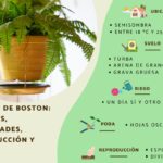Guía para plantar cultivar y cuidar helechos de Boston