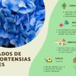 Guía para plantar cultivar y cuidar hortensias
