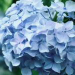 Guía para plantar cultivar y cuidar hortensias de hoja grande