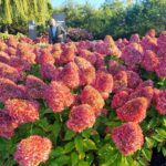 Guía para Plantar Cultivar y Cuidar Hortensias ‘PeeGee