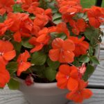 Guía para plantar cultivar y cuidar Impatiens Walleriana