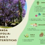 Guía para plantar cultivar y cuidar jacarandas