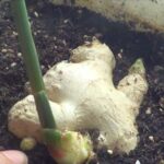 Guía para plantar cultivar y cuidar jengibre europeo