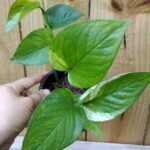Guía para plantar cultivar y cuidar Jessenia Pothos