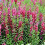Guía para plantar cultivar y cuidar la Angelonia