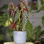 Guía para plantar cultivar y cuidar la Begonia Maculata