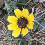 Guía para plantar cultivar y cuidar la Berlandiera Lyrata