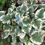Guía para Plantar Cultivar y Cuidar la Brunnera
