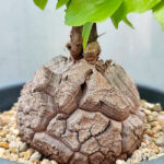 Guía para plantar cultivar y cuidar la Dioscorea Japonica