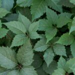 Guía para Plantar Cultivar y Cuidar la Enredadera de Virginia