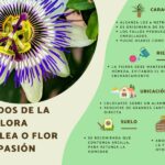 Guía para plantar cultivar y cuidar la flor de pasión