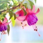 Guía para plantar cultivar y cuidar la fucsia resistente
