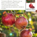 Guía para plantar cultivar y cuidar la granada ‘Wonderful