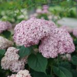 Guía para Plantar Cultivar y Cuidar la Hortensia ‘Incrediball